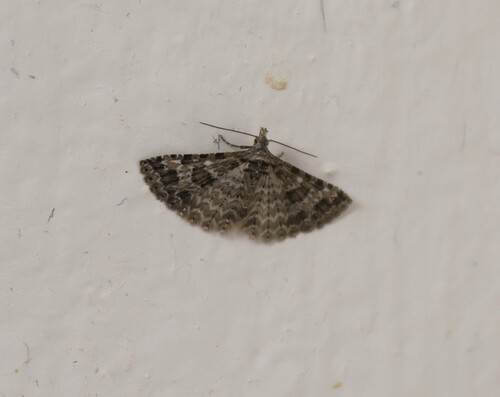 Montana Six-plume Moth