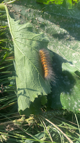 Salt Marsh Moth