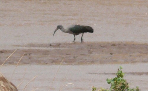iNaturalist image