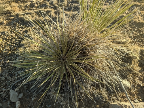 Great Plains yucca