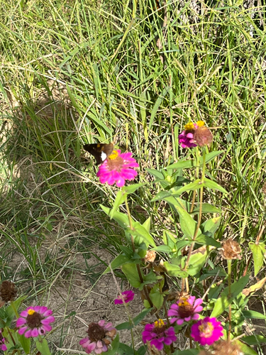 Silver-spotted Skipper