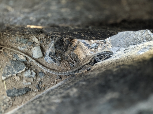 Common Sagebrush Lizard