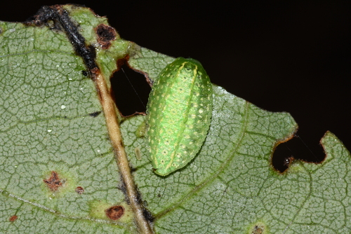 Yellow-shouldered Slug Moth
