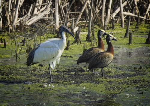 iNaturalist image