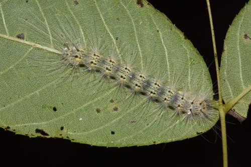 Fall Webworm Moth