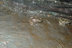 Mantidactylus lugubris