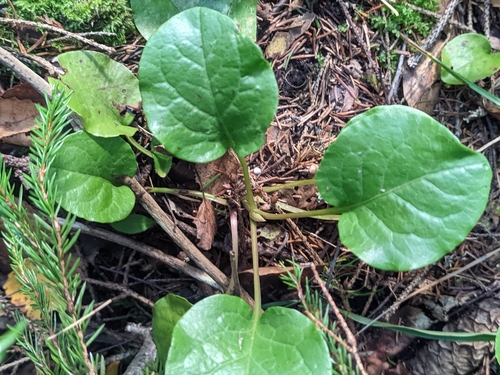 Pyrola rotundifolia, photograph 6