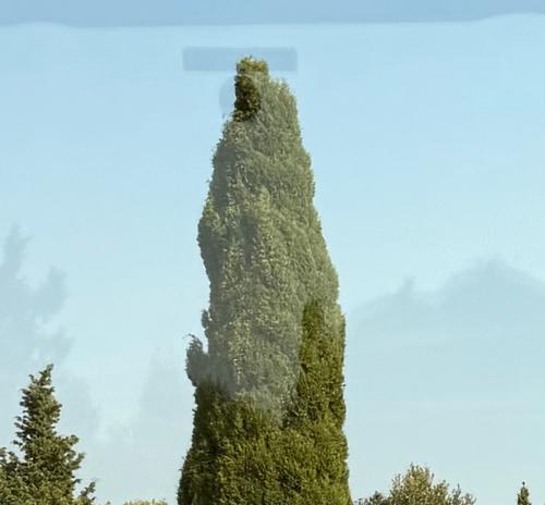 Mediterranean cypress