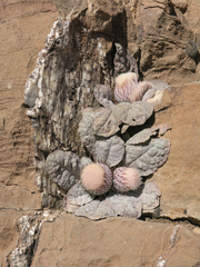 Cotton Thistle (Onopordum)