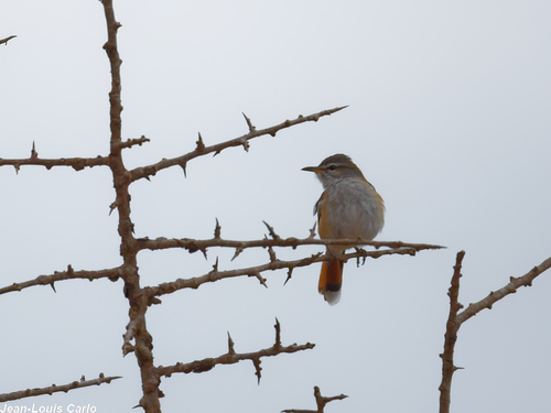 White-browed Scrub-Robin
