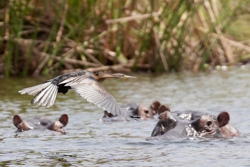 iNaturalist image