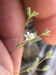 Hesperolinon disjunctum