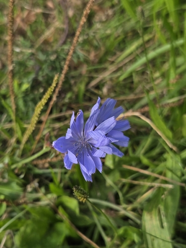 chicory