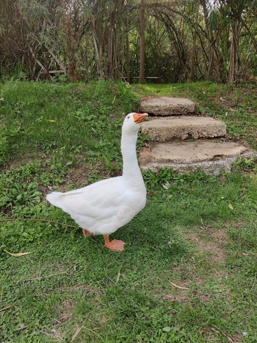 iNaturalist image