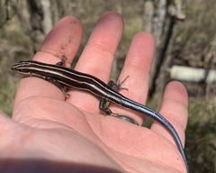 Plestiodon laticeps
