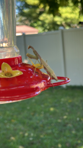 Carolina Mantis