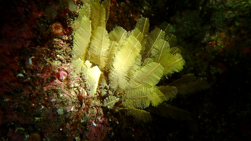 Gymnangium observed 2026-09-07