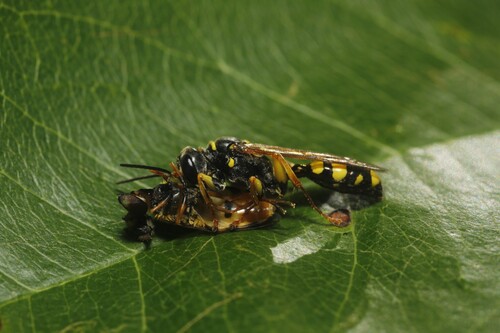 Field digger wasp