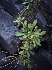 Primula mistassinica, photograph author not stated, no rights reserved