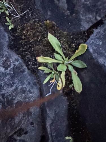 Primula mistassinica, photograph 3