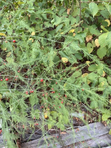 wild asparagus