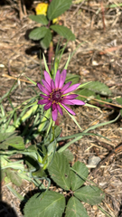 Tragopogon porrifolius