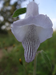 Pedaliaceae
