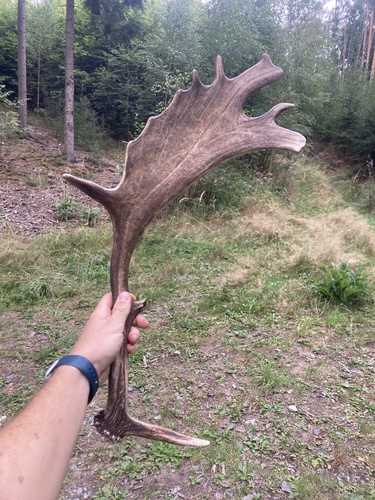 European Fallow Deer