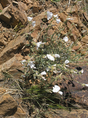 Convolvulus commutatus