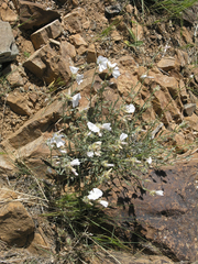 Convolvulus commutatus
