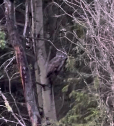 Great Gray Owl