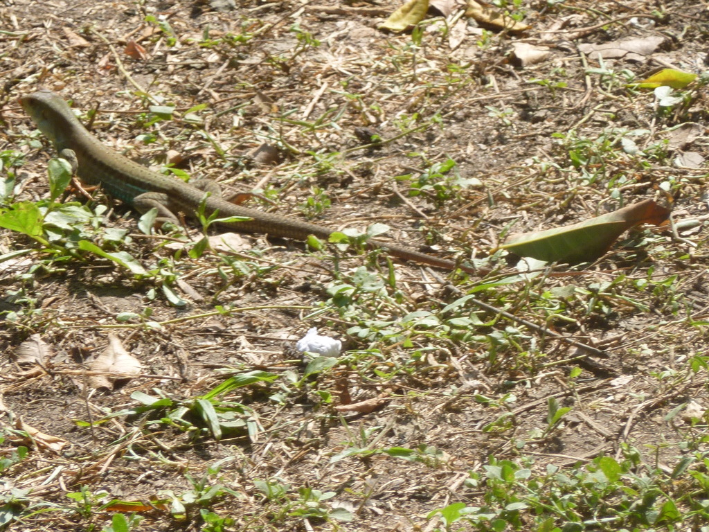 Cope's Ameiva