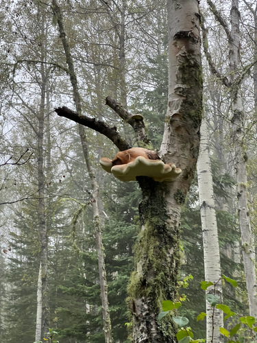 birch polypore