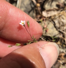 Leptosiphon pygmaeus continentalis