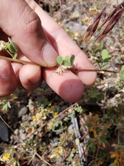 Acmispon decumbens decumbens
