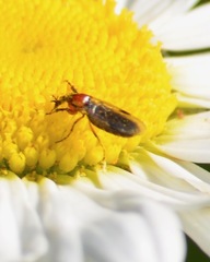 Dilophus strigilatus