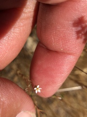 Leptosiphon pygmaeus continentalis