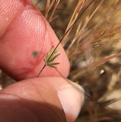 Leptosiphon pygmaeus continentalis