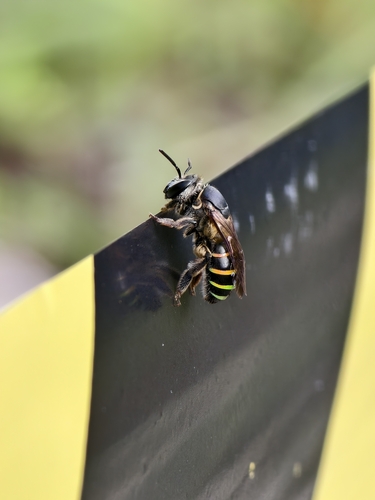 Striped Nomia