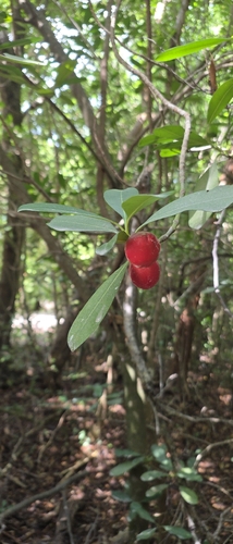 Ochrosia elliptica observed 2026-09-07