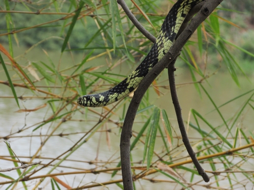 Chicken Snake