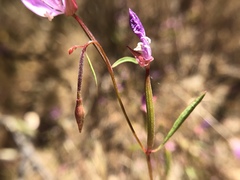 Clarkia modesta