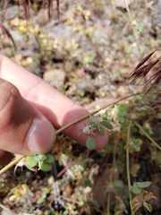 Acmispon decumbens decumbens