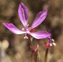 Clarkia modesta