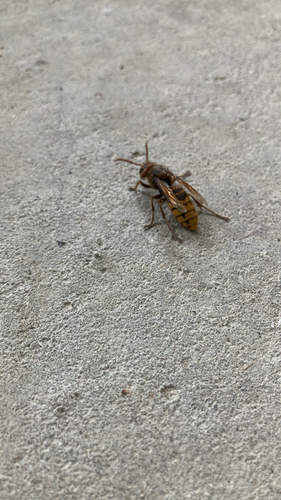 European Hornet