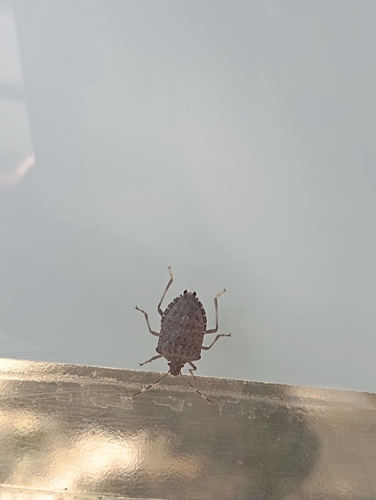 Brown Marmorated Stink Bug
