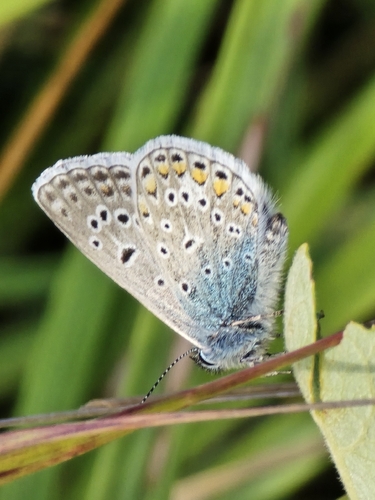Common Blue