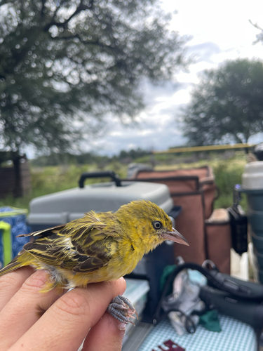Lesser Masked Weaver