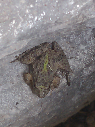 Blanchard's Cricket Frog
