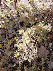 Acmispon decumbens decumbens